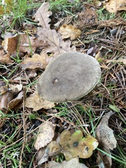 Xerocomellus chrysenteron