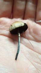 Psilocybe fimetaria