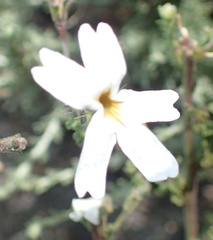 Jamesbrittenia tysonii