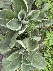 Verbascum pulverulentum