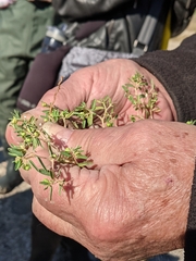 Euphorbia polygonifolia