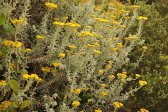 Helichrysum dasyanthum