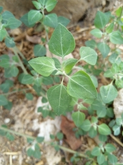 Chenopodium vulvaria