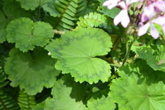 Pelargonium zonale