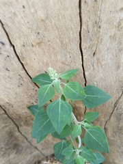 Chenopodium vulvaria