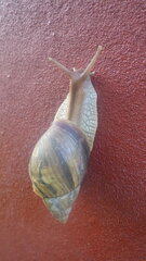 Lissachatina immaculata