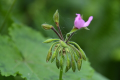 Pelargonium zonale