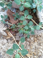 Chenopodium vulvaria