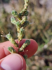 Camphorosma monspeliaca