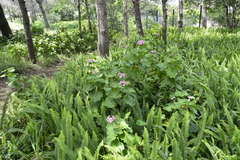 Pelargonium zonale