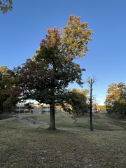 Quercus