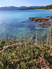 Camphorosma monspeliaca