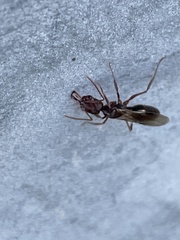 Odontomachus ruginodis