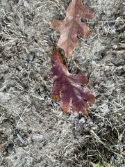 Quercus