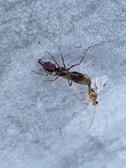 Odontomachus ruginodis