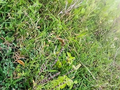 Dactyloctenium aegyptium