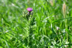 Carduus tenuiflorus