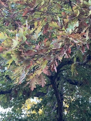 Quercus