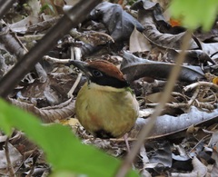 Pitta versicolor