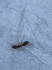 Odontomachus ruginodis