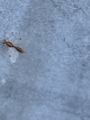 Odontomachus ruginodis