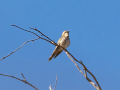 Chrysococcyx basalis