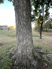 Quercus