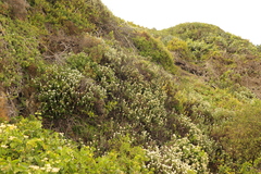 Helichrysum teretifolium