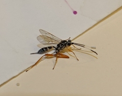 Agonocryptus discoidaloides