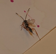 Agonocryptus discoidaloides