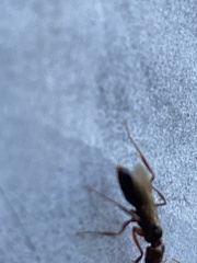 Odontomachus ruginodis