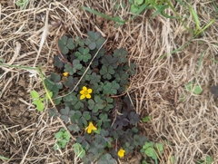 Oxalis corniculata