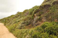Helichrysum teretifolium