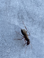 Odontomachus ruginodis