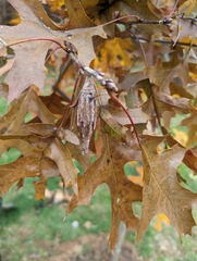 Thyridopteryx ephemeraeformis