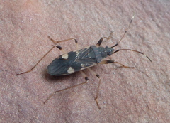 Dieuches armatipes