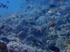Pseudanthias huchtii