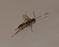 Agonocryptus discoidaloides