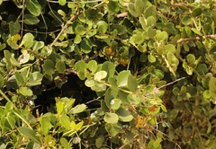 Maytenus procumbens