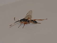 Agonocryptus discoidaloides