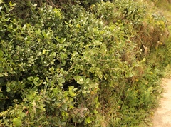 Maytenus procumbens