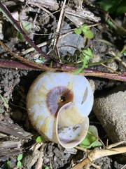 Euhadra sandai communis