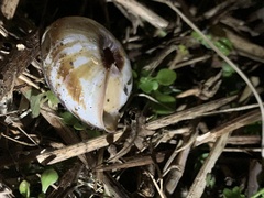 Euhadra sandai communis