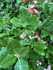 Euonymus