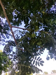 Adenanthera pavonina