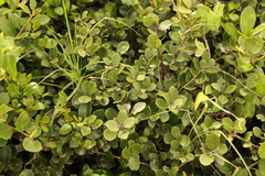 Maytenus procumbens