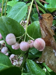 Euonymus