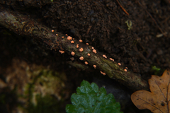 Nectria