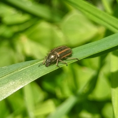 Astylus quadrilineatus