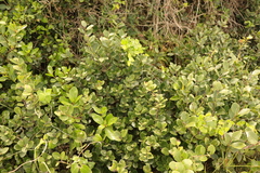 Maytenus procumbens